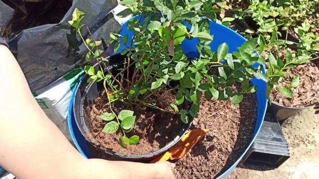 Пересадка голубики из меньшего контейнера в больший смотреть онлайн