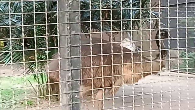 Prahelika at Zoo।। shiter agei amra chiriakhanay смотреть онлайн