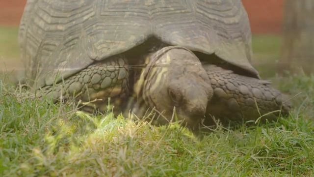 Turtles and relax music - for soul and body restoration, meditation смотреть онлайн