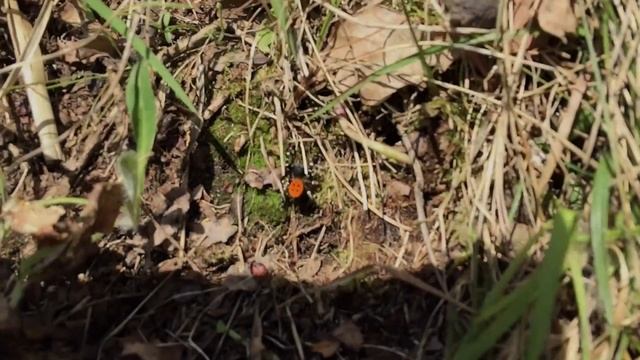 Mariehøneedderkop (Eresus sandaliatus) смотреть онлайн