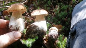 Ура началась грибная волна