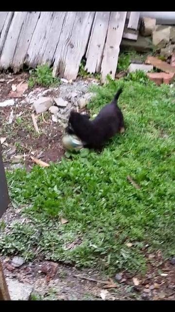 Маленький щенок убивает бутылку смотреть онлайн