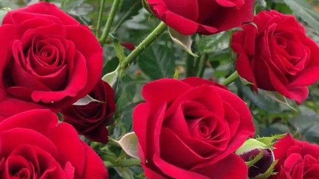 🎼. Ринат Сафин - «Букет» смотреть онлайн