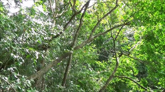 Gamboa Panama and Jungleland Lodge part 1 смотреть онлайн