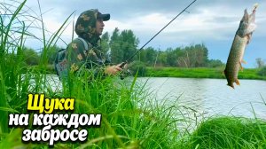 ЩУКА НА СПИНИНГ / АЛТАЙСКИЙ КРАЙ / КЛЮЁТ НА КАЖДОМ ЗАБРОСЕ / ЗВЕРИ А НЕ КОМАРЫ