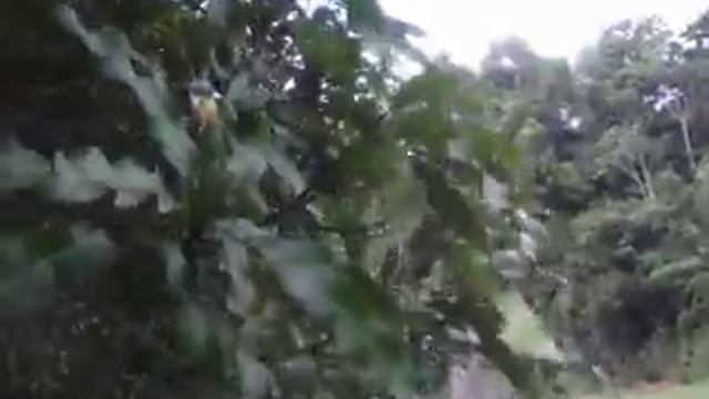 Зелёный попугай