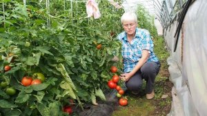 БОЛЬШАЯ МАМОЧКА —ЛУЧШИЙ ТОМАТ ДЛЯ ЛЮБИТЕЛЬСКОГО ОГОРОДА