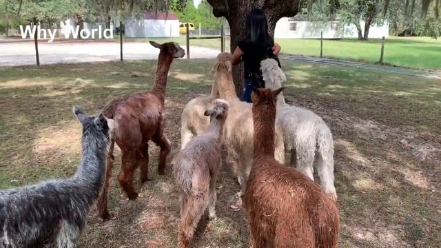 We Visit a Funny Alpaca & Llama Farm Adventure with Baby Peacocks & Ducks смотреть онлайн