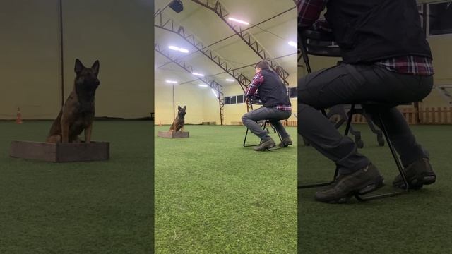 Predator Tutsan комплекс