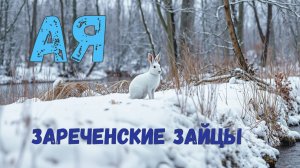Охота на зайца 09.02.2025. Зареченские зайцы.