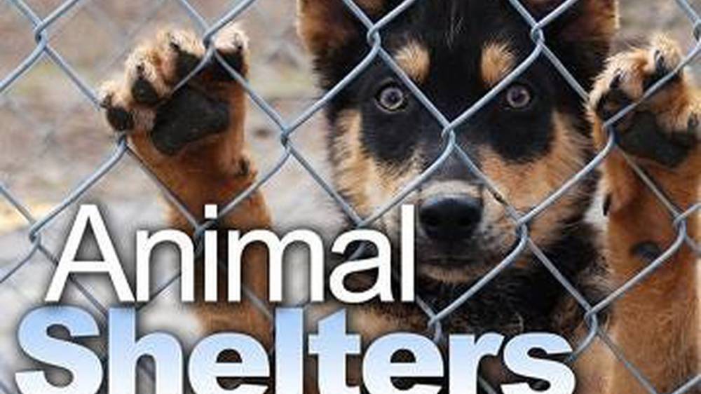 Animal Shelter Mobile Game смотреть онлайн