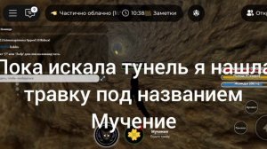 Играю в котов воителей на озёрной территории