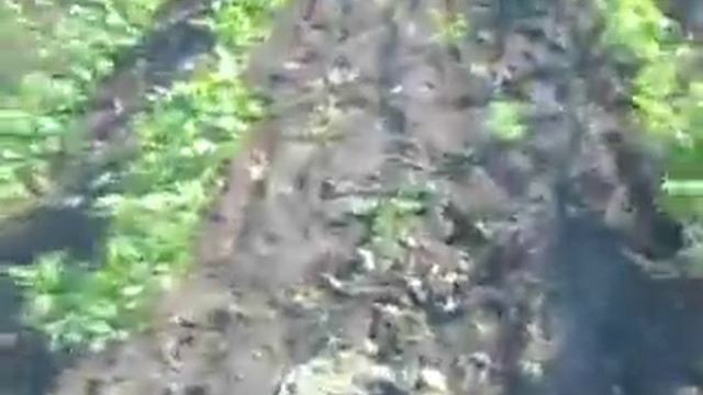 1.07.2017г вырывание травы с сеянцев ореха на новом участке смотреть онлайн