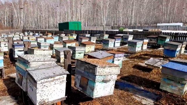 Первый Массивный облет пасеки в 2024. Сезон открыт.! Пчелы полетели. 0.3.04.24г смотреть онлайн