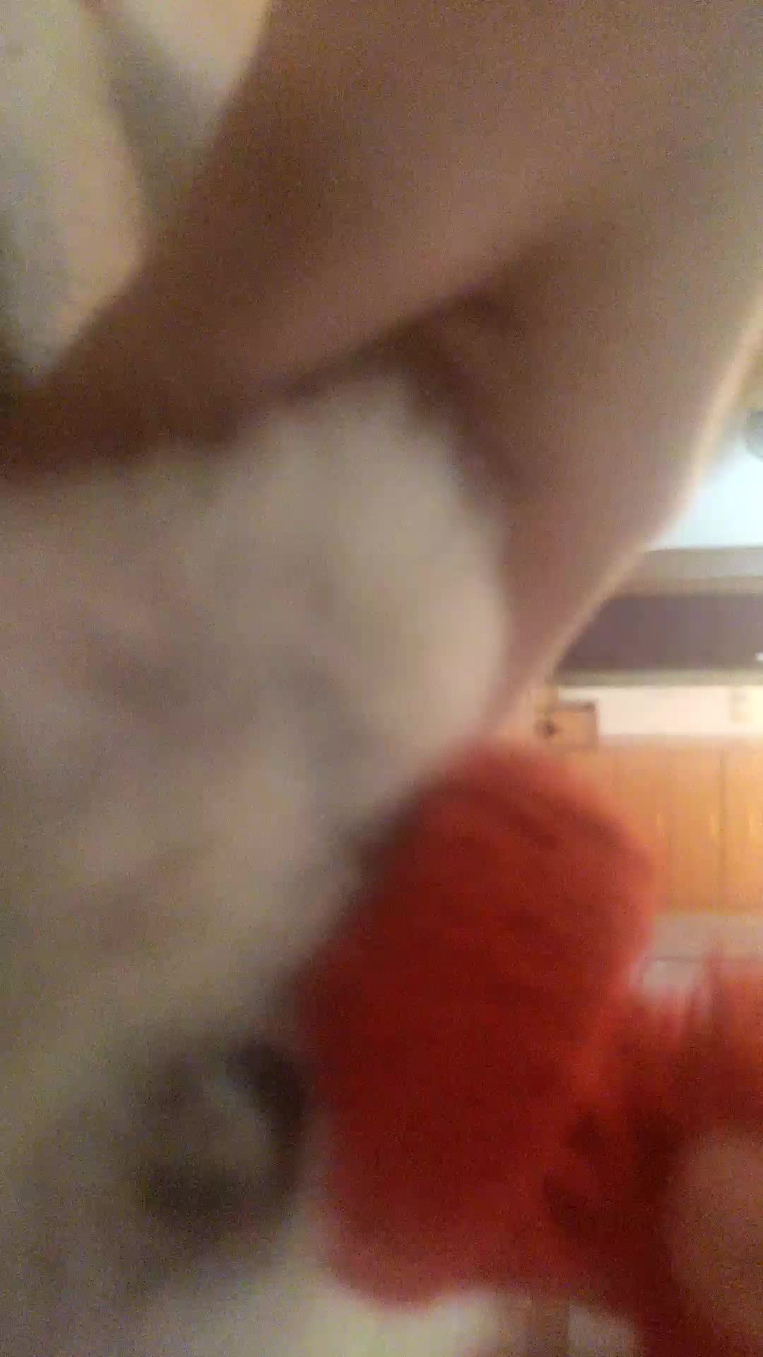 хомяк смотреть онлайн