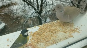 КОРМЛЮ ПТИЦ ЗИМОЙ НА ОКНЕ. ГОРЛИЦА, СОЙКА, СИНИЦЫ