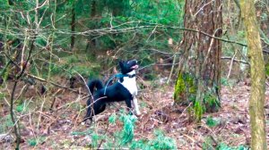 ОХОТА с русско-европейской лайкой. Белкуем с АЙКОЙ.