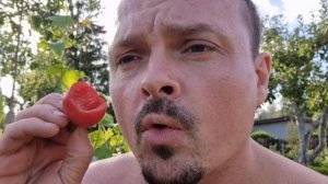 Сорт томата "Piennolo Del Vesuvio Giallo, Rosso" , Везувий жёлтый и красный. Вкусные томаты