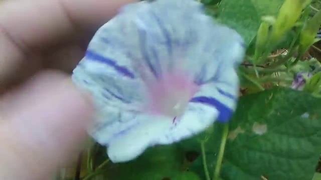 tye dye morning glory смотреть онлайн
