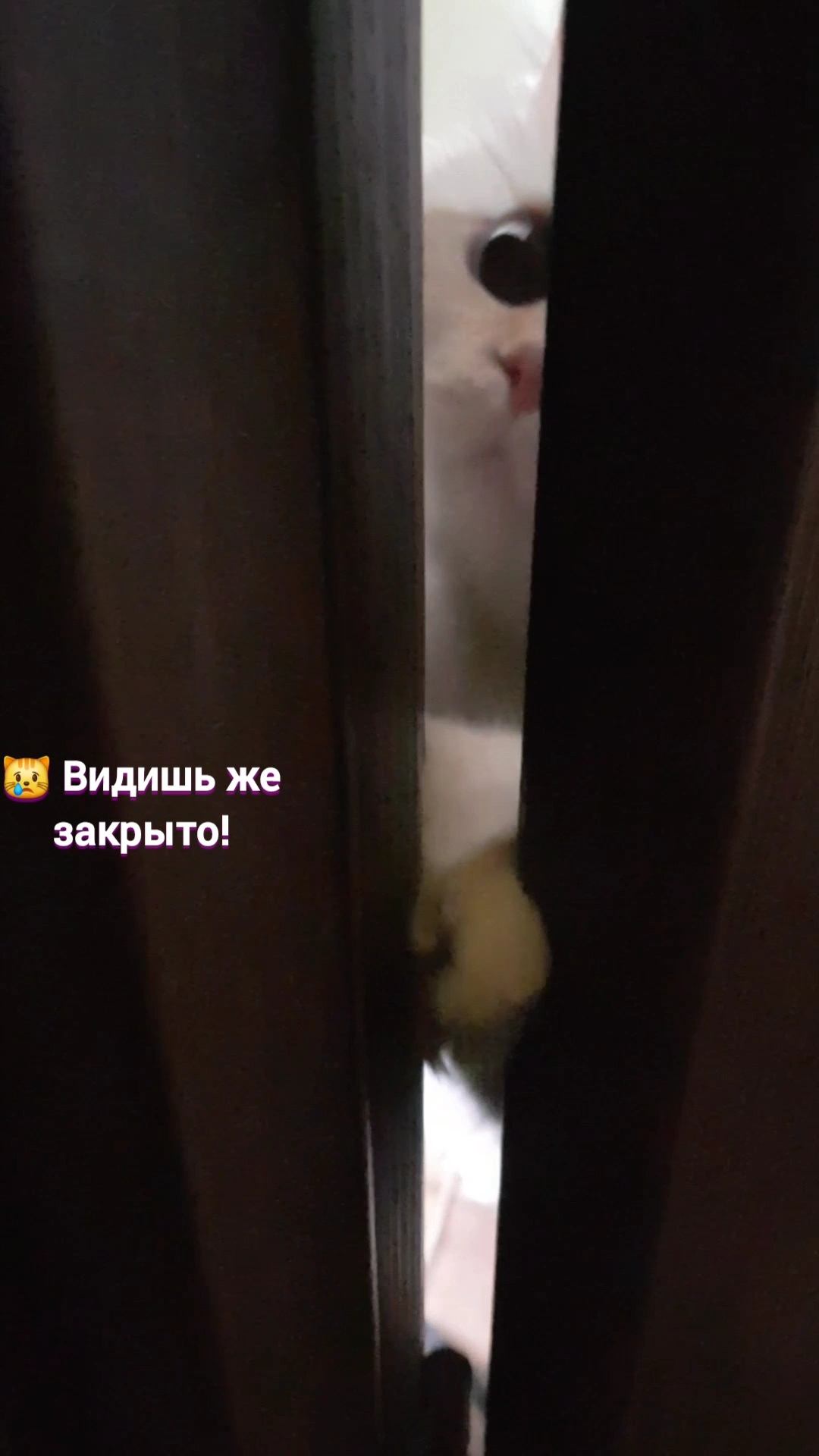 Эйлифр и его домашние проблемы с закрытыми дверями смотреть онлайн