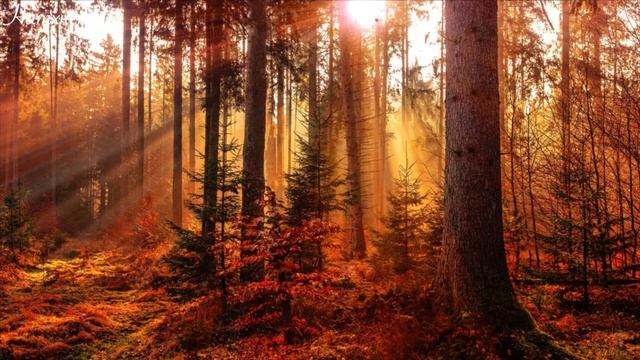 Природа, Звуки природи, спів птахів, Звук Лісу, Релакс, Медитація 🤗 🍀 смотреть онлайн