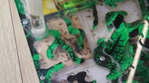 Муравьиная ферма.