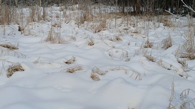 лося гоняем.mp4 смотреть онлайн