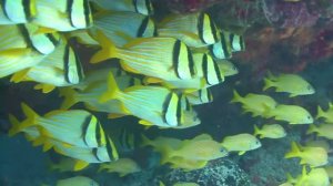 2 Часа Красивых Коралловых Рыб, Расслабляющая Музыка Океана и Удивительные Пейзажи 🐠🌊 [Музыка без