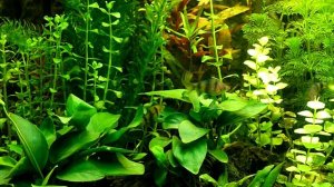 Juwel Rio 125  planted tank with Barbs