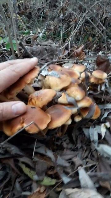 Фламмулина смотреть онлайн