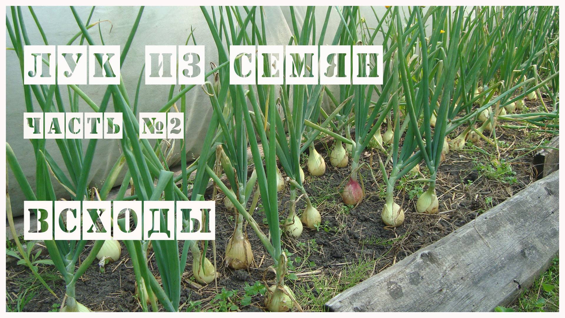 Лук из семян. Часть 2. Всходы