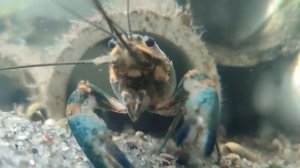 Австралийский красноклешневый рак, в аквариуме.