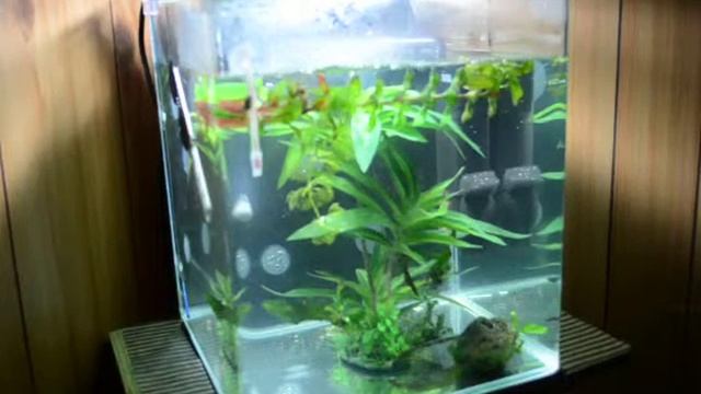 31 / "Fluval Flora" with baby Angels смотреть онлайн