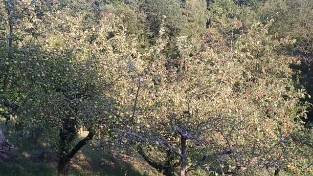 Blooming Apple trees confuse cool August with spring 😂 (Malus domestica) смотреть онлайн