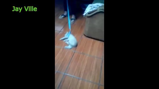 cat drama ( to walk) смотреть онлайн