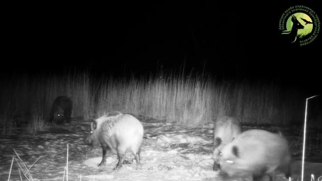 🐗 Альфа-кабан засветился на фотоловушке в Светлинском заказнике! 🔊 Включайте звук смотреть онлайн