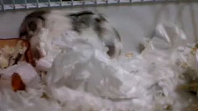 Campbell dwarf hamster giving birth смотреть онлайн