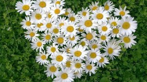 Ромашки.Красивая песня.