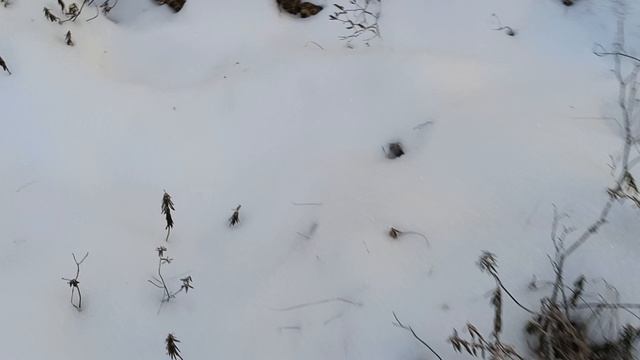 лося гоняем продолжение.mp4 смотреть онлайн
