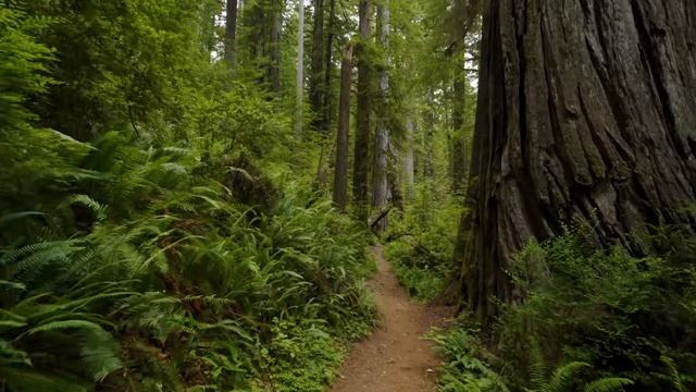 Redwood National Park James Irvine Trail 4K 🇺🇸