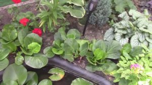 Растения на северной стороне ч2.