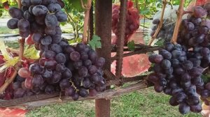 Кишмиш "Сказка"  Тел,WhatsApp и Telegram : 8-918-43-794-43