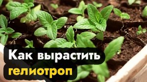 Выращивание рассады гелиотропа в Сибири, на Урале и Дальнем Востоке - гелиотроп семенами