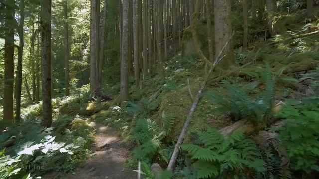 4K Virtual Forest Walk Along Middle Fork Trail At Snoqualmie Region. Part 1- 3 HR Relax Music