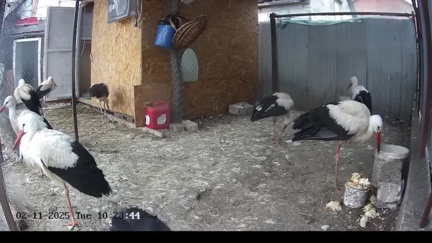 🔴LIVE🔴 Брестский аист, ЭФИР, БАССЕЙН ШИПУЛЬКИ