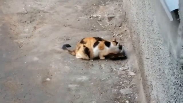 Котенок бездомная Маруся смотреть онлайн