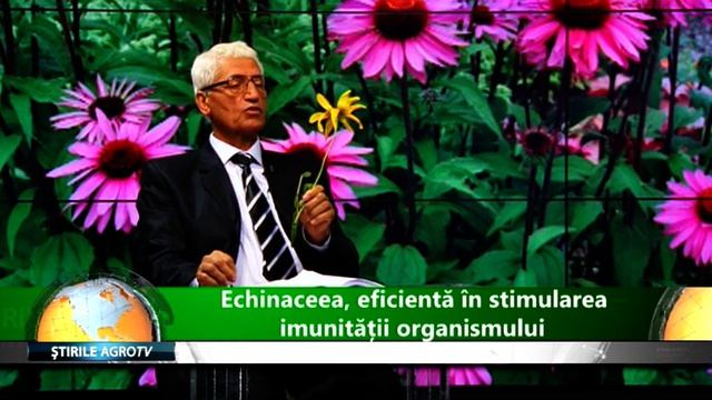 Echinaceea eficienta in stimularea imunitatii organismului 08 07 2019 смотреть онлайн