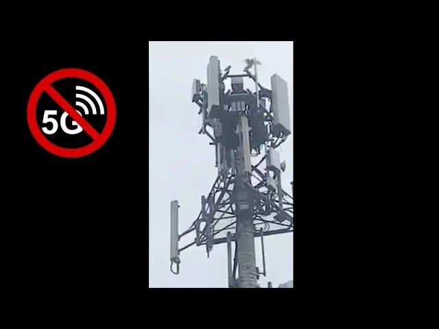 Вышка сотовой связи убивает птиц? смотреть онлайн