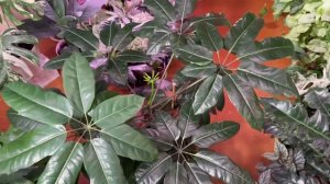 Обзор  растений_ июнь 2024.
Юлия Коваленко.