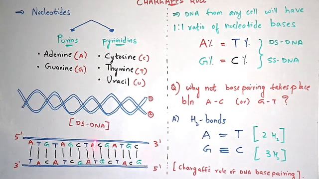 What is Chargaff's rule? || BY PHANINDRA GUPTHA смотреть онлайн